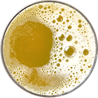 non-alcoholic-ale