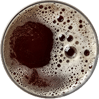 scotch-ale